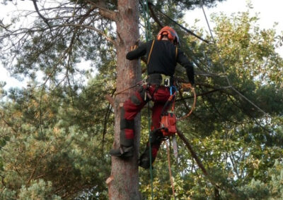 Lake Forest Tree Care