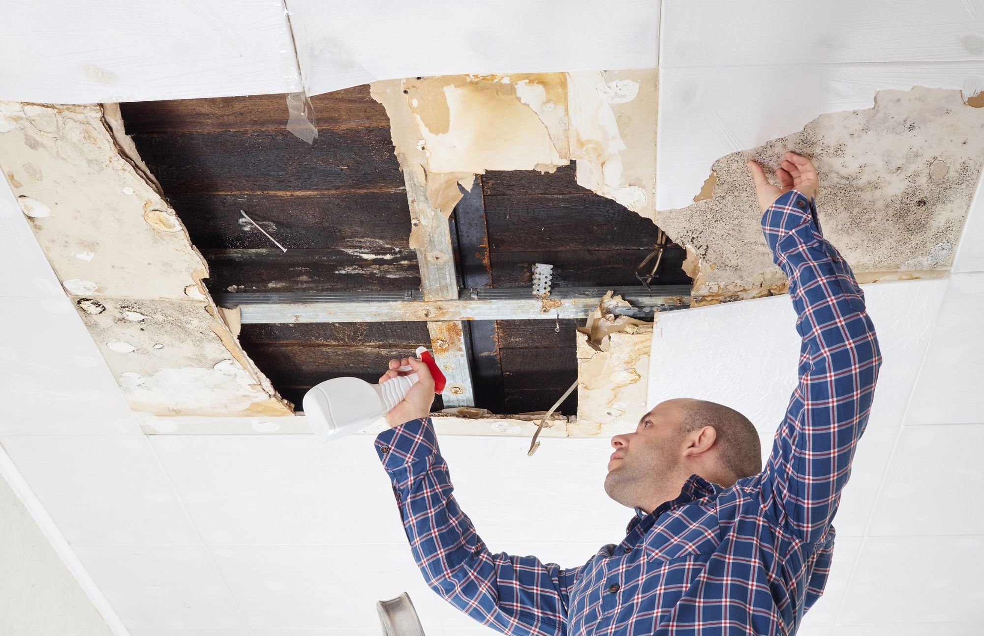 Mold Experts of Charlotte