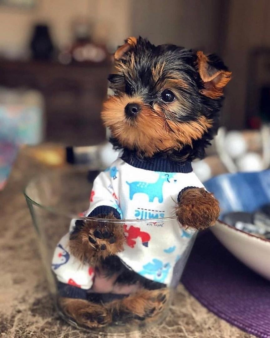 Teacup Yorkie Puppies for Sale Near Me | JY Teacup Yorkies Paradise