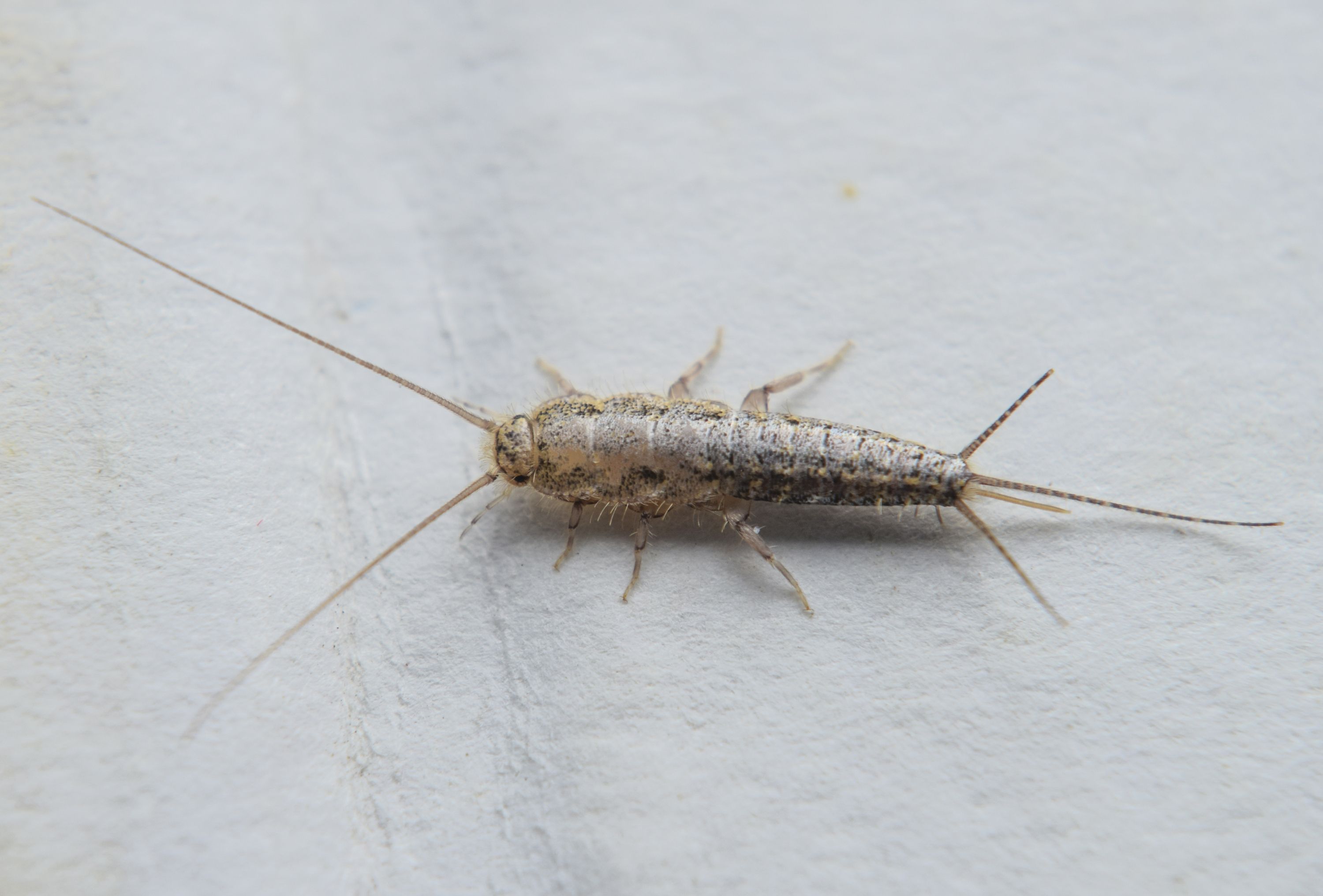 Silverfish Control Brisbane