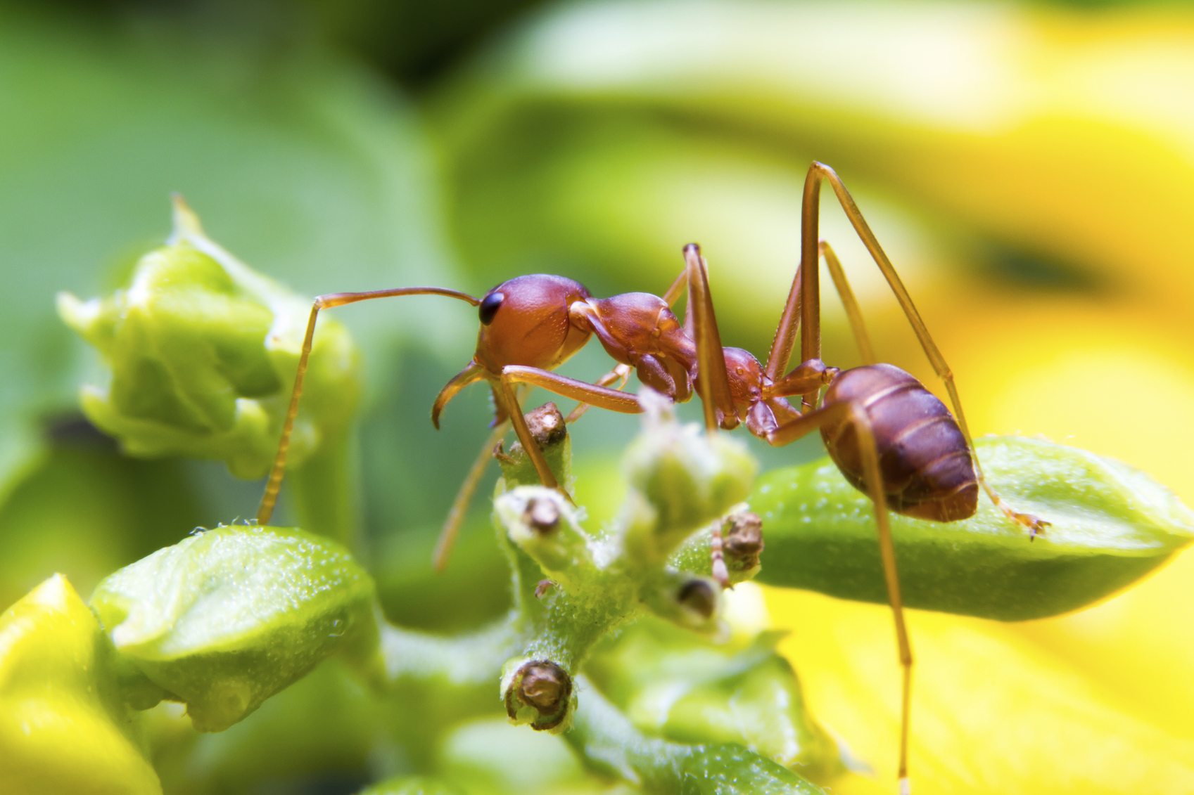 Ants Control Brisbane