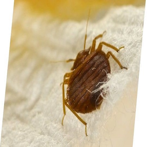 Bed Bug Control Canberra