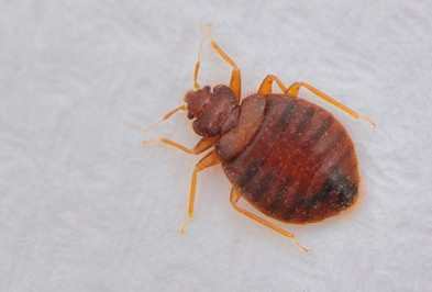 Bed Bug Control Melbourne