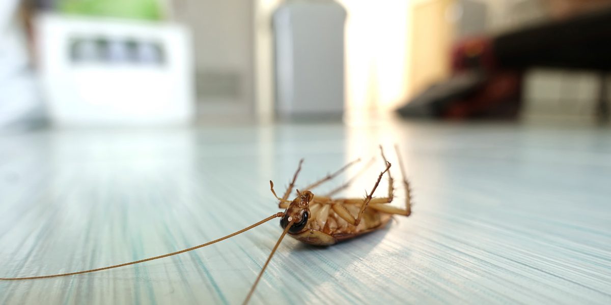 Cockroach Control Brisbane