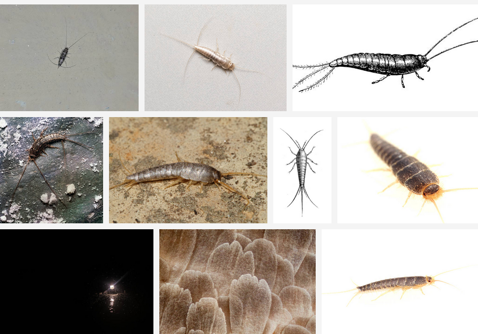 Silverfish Control Melbourne