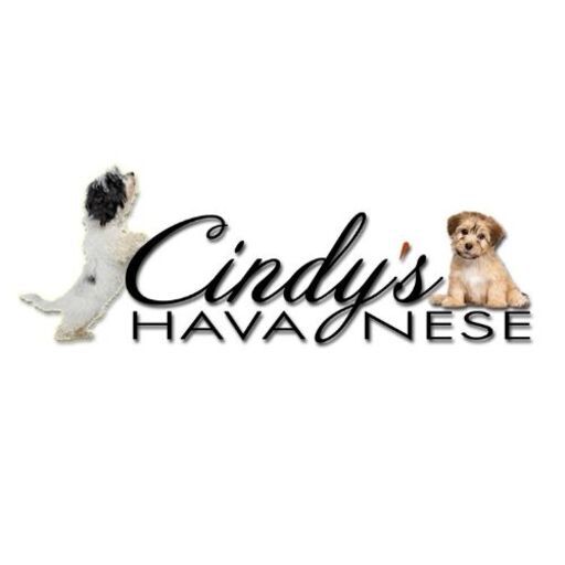 Cindy's Havanese