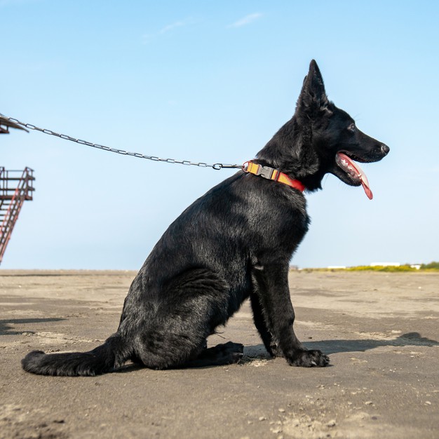 SmithFarms German Shepherds