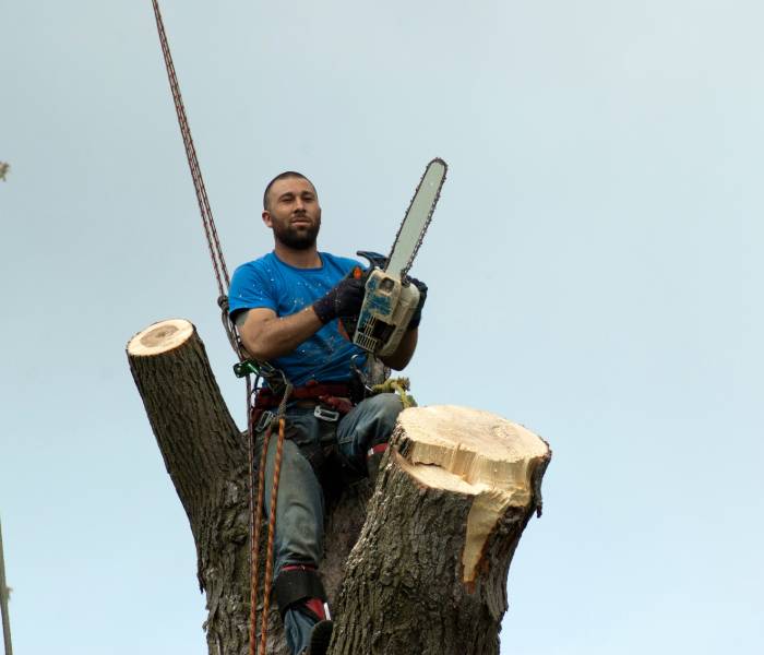 cost of tree removal cape cod