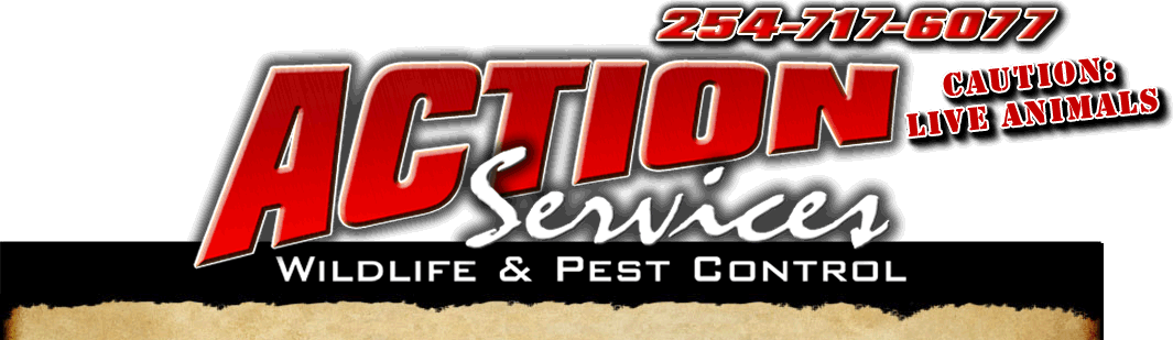 Action Services WildLife & Pest Control