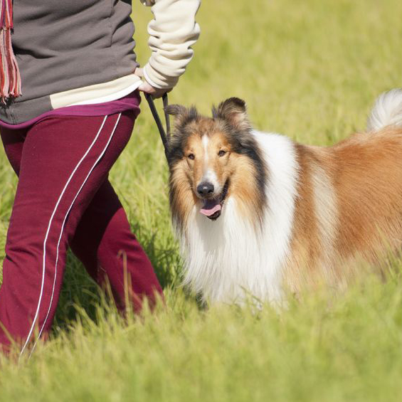 Countryside Kennel