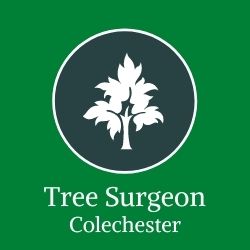 Tree Surgeon Colchester